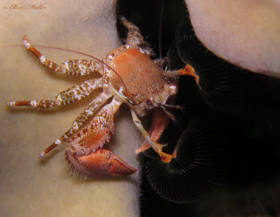 Porcelain Crab