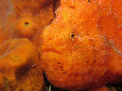 Orange Frogfish