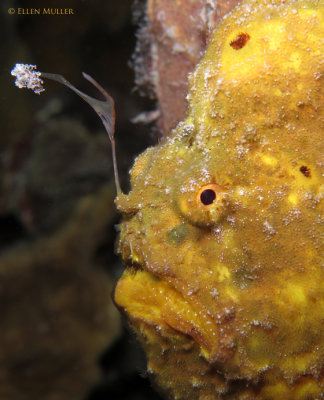Frogfish Deformity