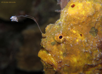 Frogfish Deformity