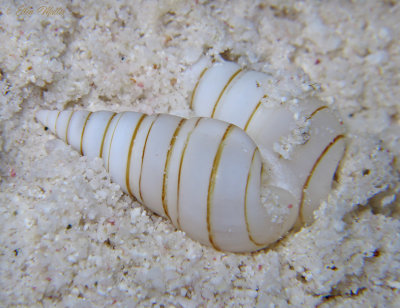 Giant Atlantic Pyrams