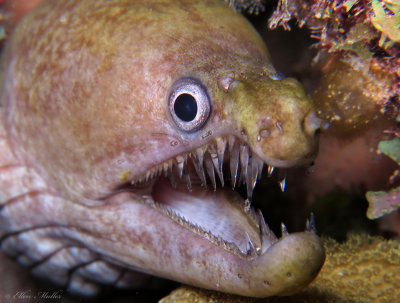 Viper Moray