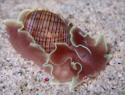 Brown-lined Paperbubble