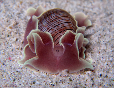 Brown-lined Paperbubble