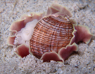 Hydatina physis eggs