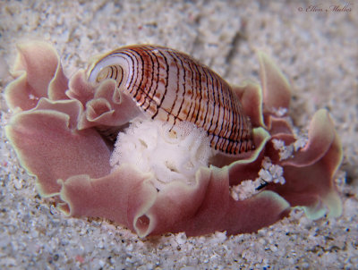 Hydatina physis eggs