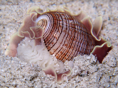 Hydatina physis eggs