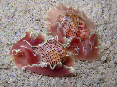 Hydatina physis