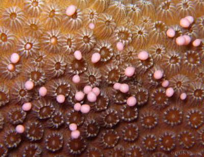 Star Coral Spawning