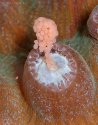 Star Coral Eggs