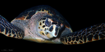Sunset Turtle