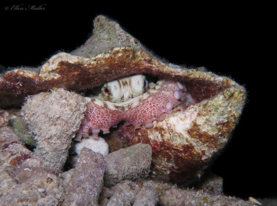 Octopus in Conch Shell