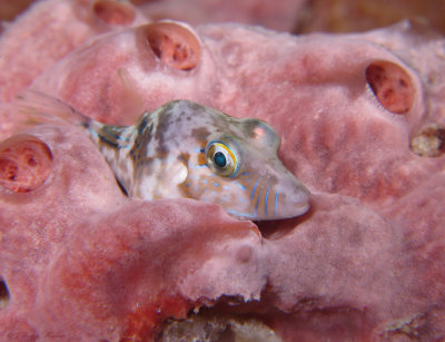 Sharpnose Puffer