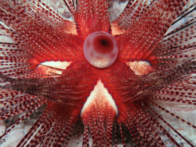 Magnificent Sea Urchin