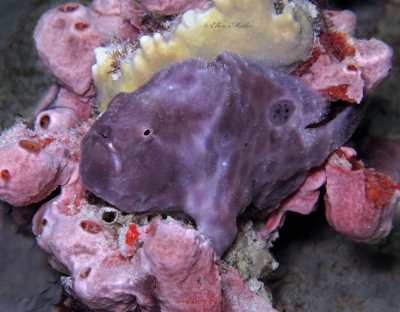 Purple Frogfish