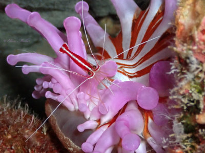 Anemone & Shrimp