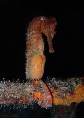 Sea Horse Side Eye