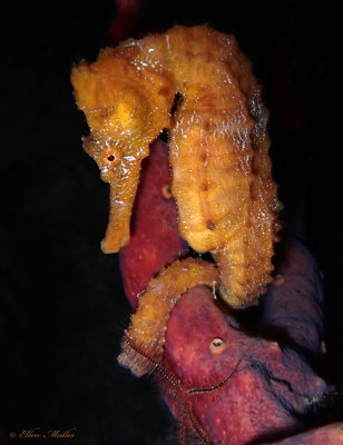 Female Seahorse