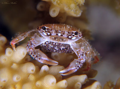 Elkhorn Coral Crab with eggs