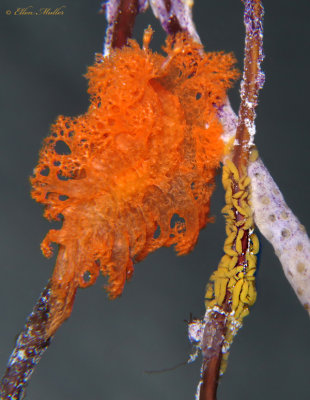 Tufted Nudibranch & Eggs