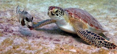 Turtle & Friend