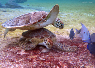 Green Turtles Feeding