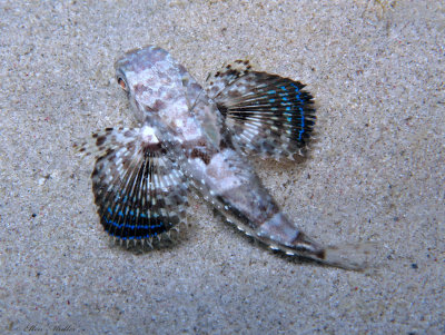 Juvenile Flying Gurnard