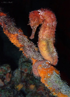 Pregnant Male Seahorse