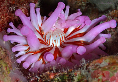 Club-tipped Anemone
