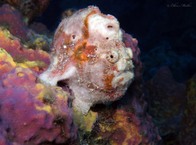 Funky Frogfish