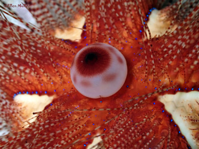 Urchin Detail