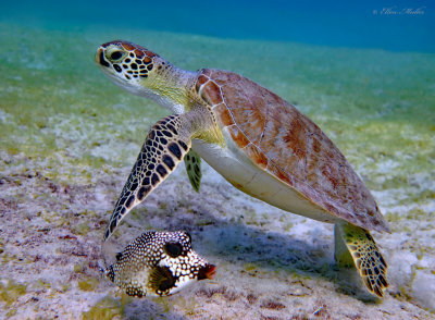 Turtle & Friend