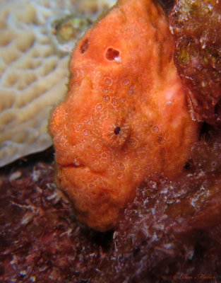 Orange Frogfish