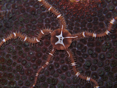 Brittle Star