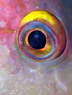 Hogfish Eye