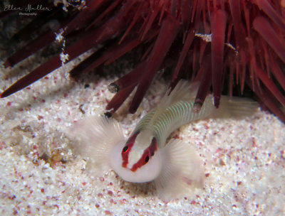 Greenbanded Goby