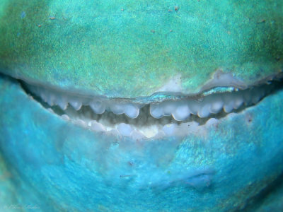 Parrotfish Smile