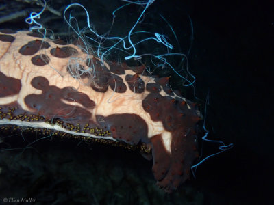 Spawning Sea Cucumber