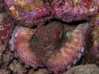 Octopus