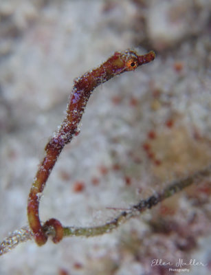 Pipehorse