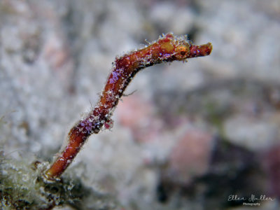 Pipehorse