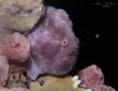 Fishing Frogfish