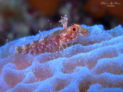 Triplefin