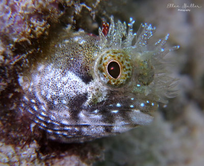 Medusa Blenny
