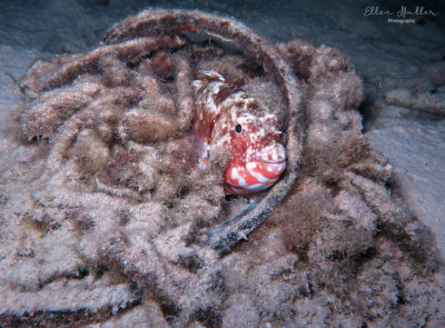 Parrotfish Bed