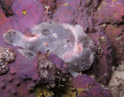 Frogfish & Nudi