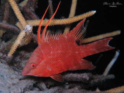 Hogfish