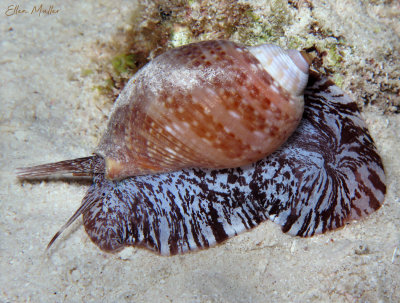 Atlantic Tun