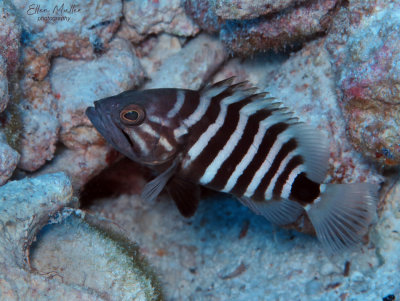 Misty Grouper