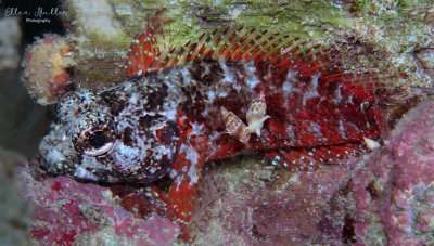 Mimic Blenny